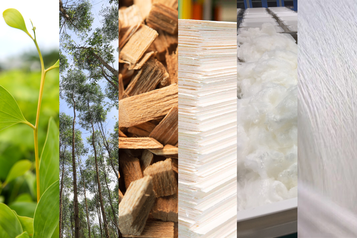 How Viscose is Made Sateri